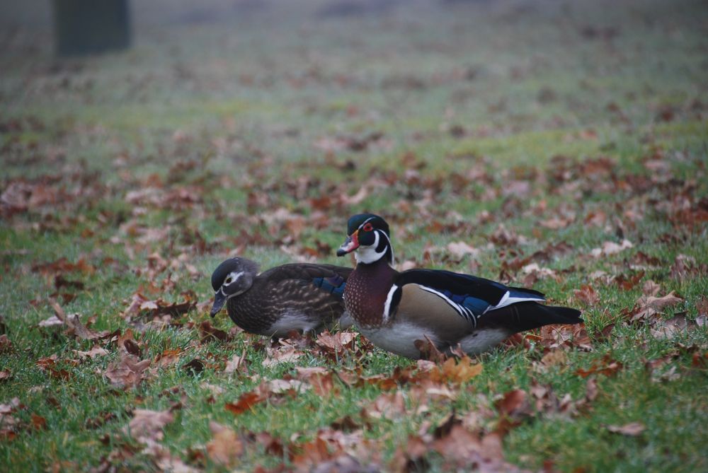 Ein Brautentenpaar auf einer Wiese