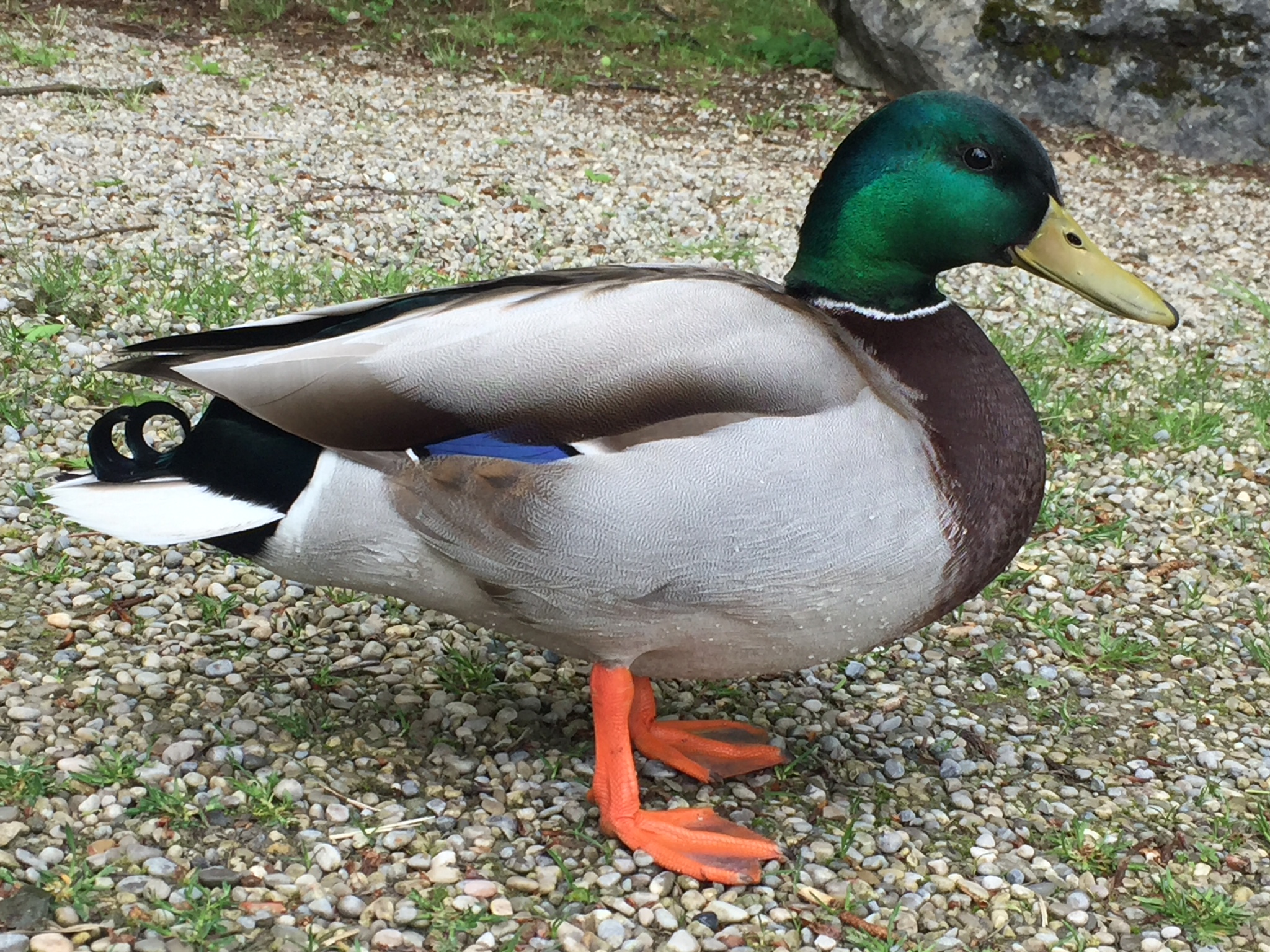 Male duck sunning himself on gravel